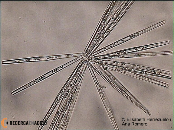 Diatomea pennada del gènere Nitzschia stellata