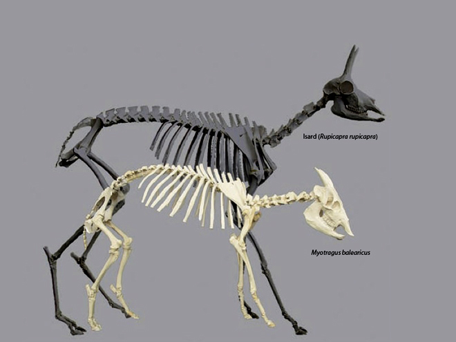 Comparació de l'esquelet d'un isard amb la cabra Myotragus