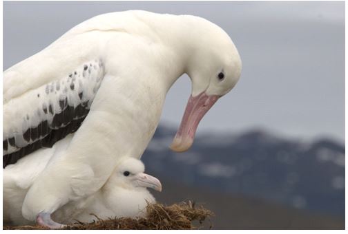 albatros_viatger