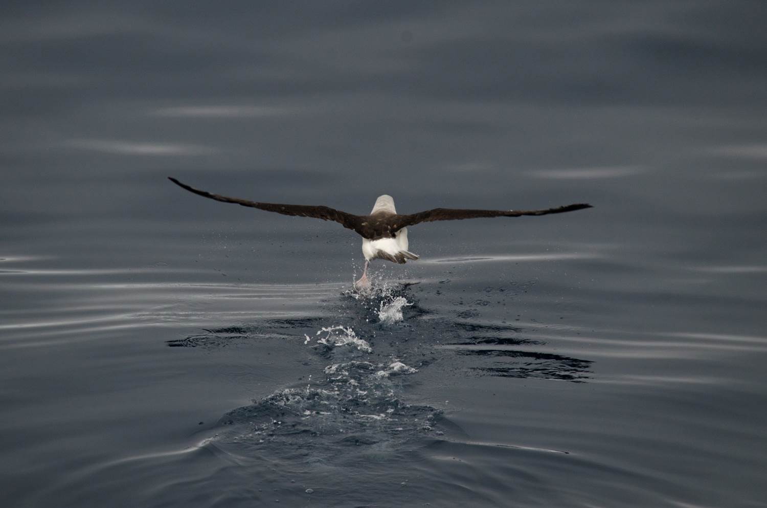JoshLawrence_Albatross Takeoff_red