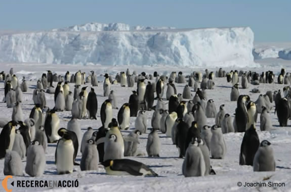Colònia de pingüins emperadors
