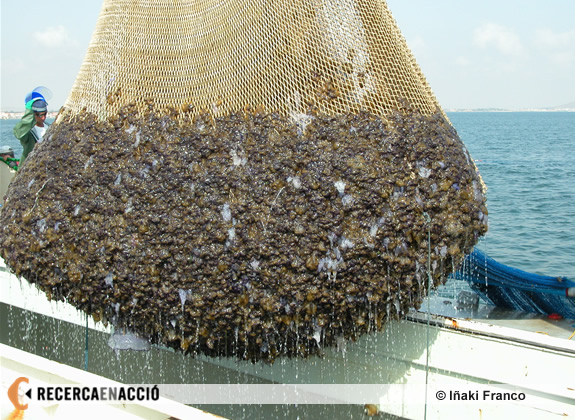Xarxa plena de meduses al Mar Menor
