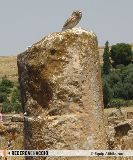 Un mussol damunt una columna romana