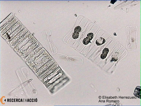Diatomees pennades dels gèneres Fragiliaropsis sp i Amphiprora sp
