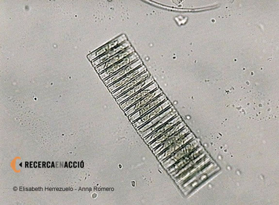 Diatomea pennada del gènere Fragiliaropsis procedent d’una mostra de gel antàrtic