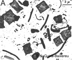 Els microorganismes que viuen als cristal·litzadors