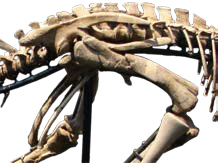 Pelvis de dinosaure ornitisqui