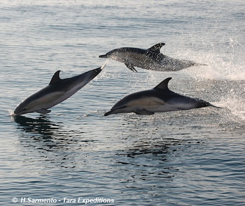 Dofins saltant a prop del Tara