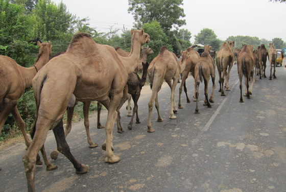 Pastors amb els seus camells