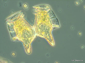 Parella de cèl•lules de  Dinophysis caudata (productores del síndrome diarreic pel consum de bivalves) vistes al microscopi òptic