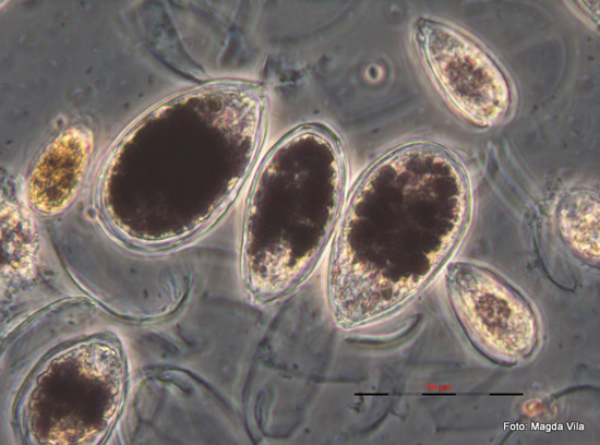 Cèl•lules d’Ostreopsis al microscopi òptic