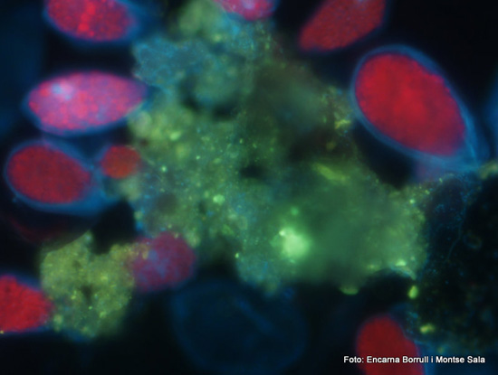 Comunitat bentònica tenyida i observada al microscopi d'epifluorescència