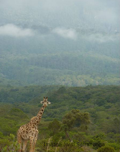 Girafa a Arusha 