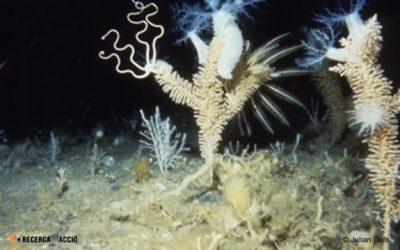 13: Comença el mostratge del fons marí