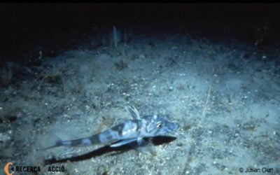 14: Informe del Cap Científic de l'expedició