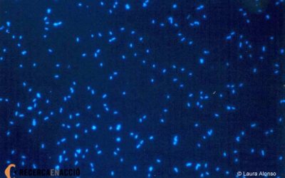 18: Com estudiem els bacteris marins?