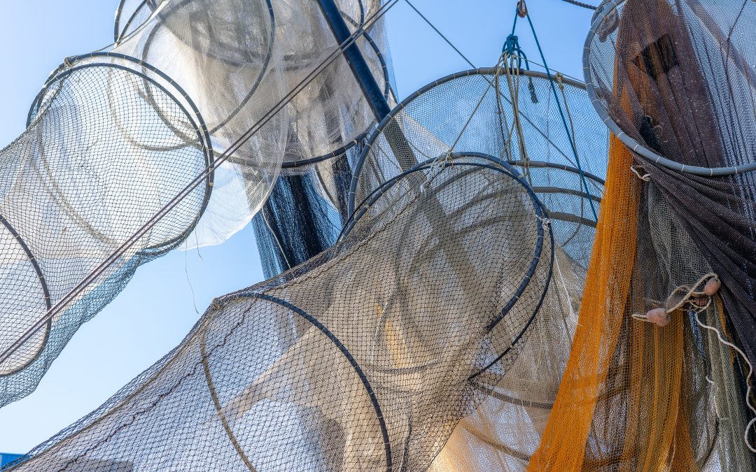 21: Xarxes i trampes