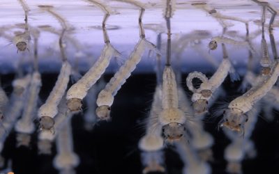 Toquem fusta, venen els tèrmits