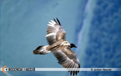 20: Cal investigar per a conservar?