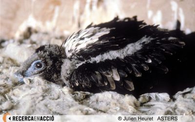 Els trencalossos petits poden viure a llocs freds?