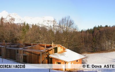 7: El trencalòs torna als Alps