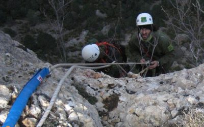 22: Rescatat per primer cop el segon poll d'un niu de trencalòs