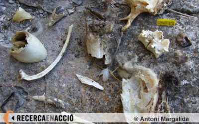 6: Baixem al niu d'un trencalòs