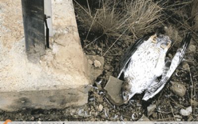 17: Morts poc naturals