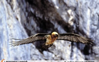 19: Establint una meta-població de trencalòs al Sud – Oest d'Europa