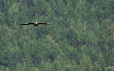 21: Balanç provisional de la reproducció l'any 2007