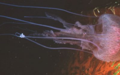 1: Quan vaig conèixer les meduses?