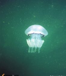 Un mar de meduses