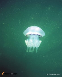 Quins són els depredadors de les meduses?