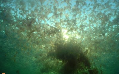 La pràctica extinció de les tortugues llaüt és la causa de l'increment de les meduses?