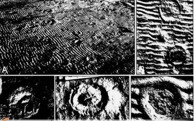 4: Què són les meduses?