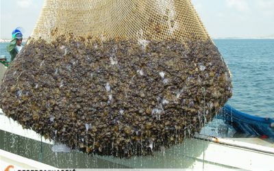 7: Per què les meduses s'agrupen en grans eixams?