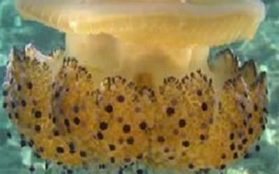 Perquè en els acuaris no hi ha meduses?