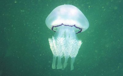 Què mengen les meduses?