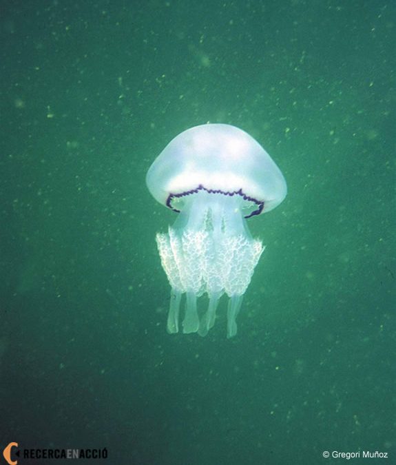 Tot allò que cal saber sobre les meduses