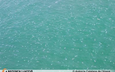 11: Causes de la proliferació i abundància de les meduses