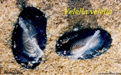 10: Meduses poc freqüents