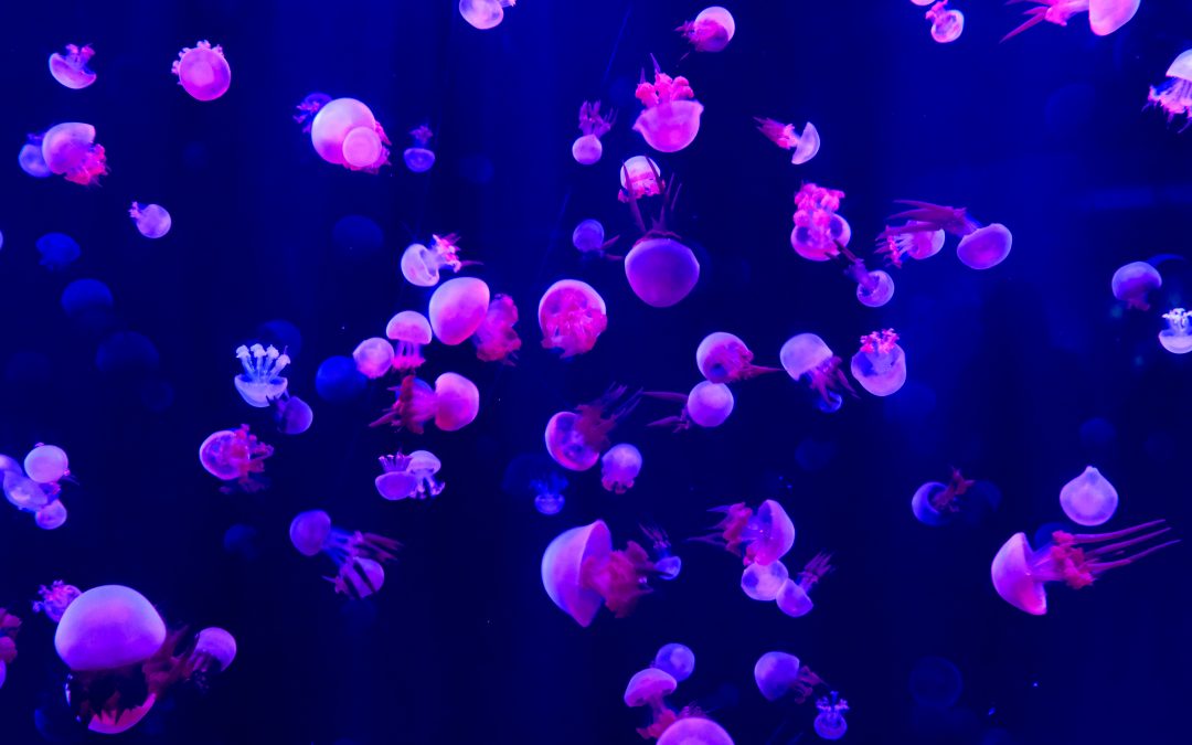 13: Com es reprodueixen les meduses?