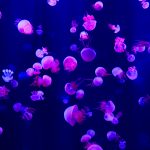 13: Com es reprodueixen les meduses?