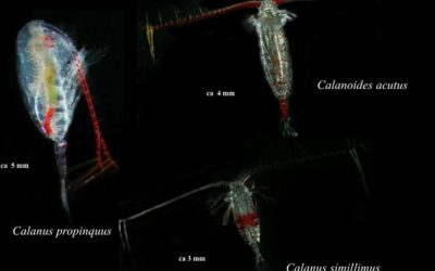 9: Alimentació de les meduses