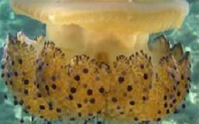 8: De quina espècie es tracta? Identifiquem meduses