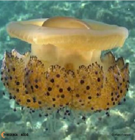 8: De quina espècie es tracta? Identifiquem meduses