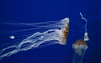 5: Com són les meduses?