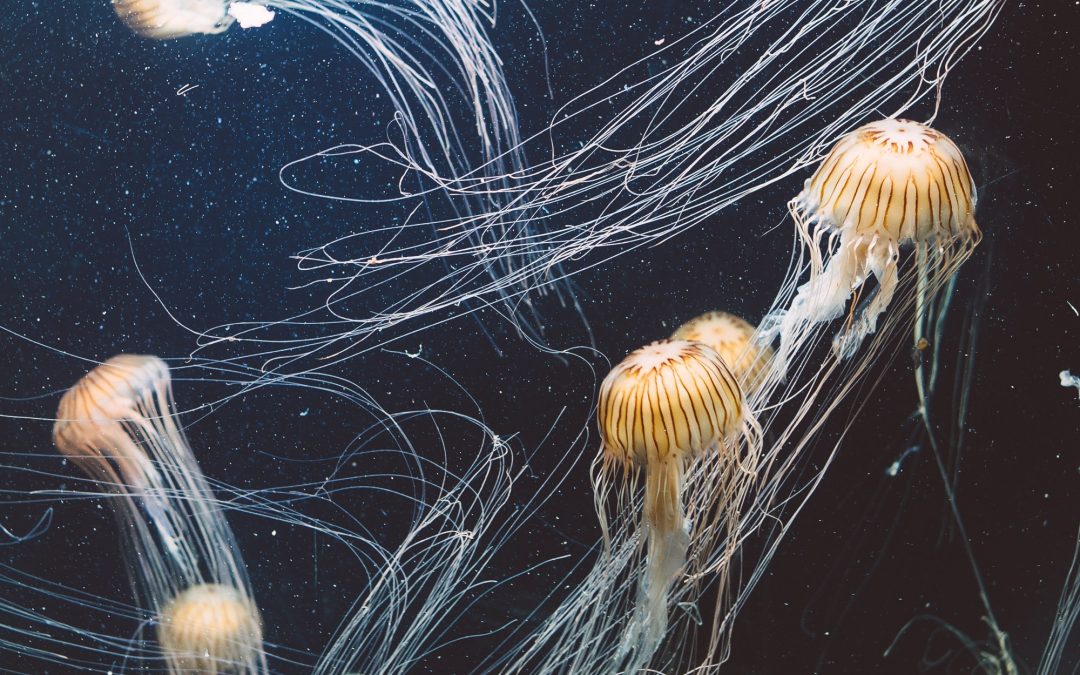 6: Com es mouen les meduses?