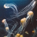 6: Com es mouen les meduses?