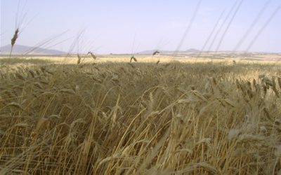 2: Com s'hi arriba a Althiburos?